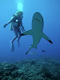 Valerie: Grey Reef Shark - Diver Valerie Taylor with a Grey