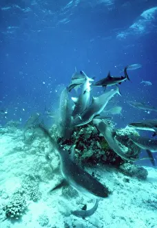 Frenzy: Grey Reef Shark - Feeding frenzy