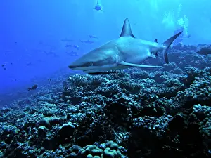Fakarava: Grey Reef Shark - A female Grey Reef shark swimming