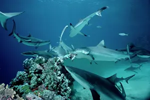 Amblyrhynchos: Grey Reef Shark - A fish bait has been tied to