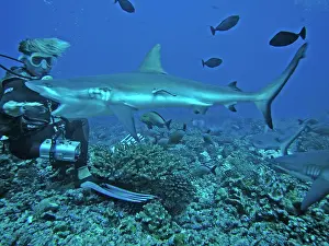 Master: Grey Reef SHARK- French dive master hand feeding