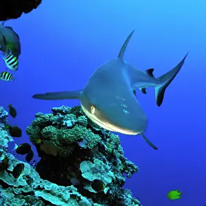 Caroline: Grey reef shark hunting on coral reef wall, Pacific