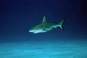 Amblyrhynchos: Grey Reef Shark - Juvenile shark, obvious from