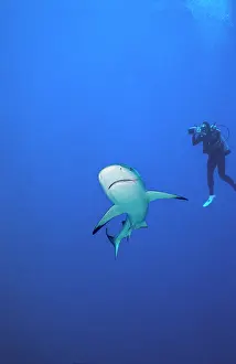 Steel: Grey Reef Shark - Ron Taylor filming a Grey reef