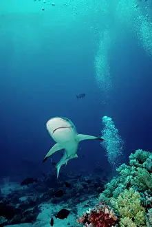 Amblyrhynchos: Grey Reef Shark - Shark coming towards camera showing