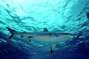 Cruising: Grey Reef Shark - Shark cruising just under the surface