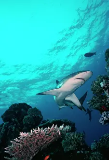 Amblyrhynchos: Grey Reef Shark - Shark swimming through coral