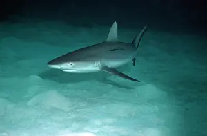 Amblyrhynchos: Grey Reef Shark - Shark swimming over sand at dusk