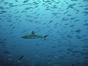 Amblyrhynchos: Grey Reef shark - Swimming through fish shoal