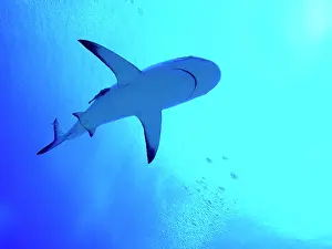 Remoras: Grey Reef Shark - Swimming above the photographer