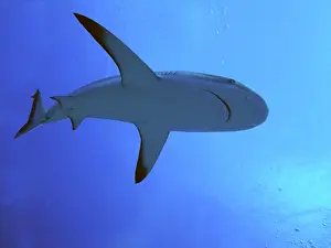 Passes: Grey Reef SHARK - There are thousands of these