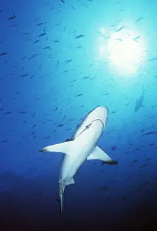 Shark: GREY REEF SHARK - underneath view