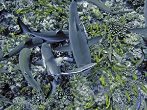 Attracted: Grey Reef SHARKS - attracted to the smell of herrings