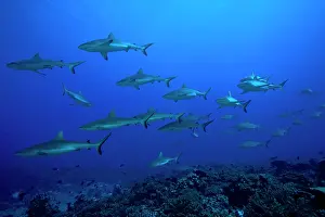 Carcharhinus: Grey Reef Sharks (Carcharhinus amblyrhynchos) swimming