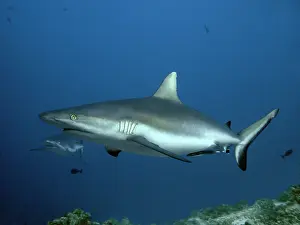 Amblyrhynchos: Grey Reef sharks - being cleaned by Remora, waiting