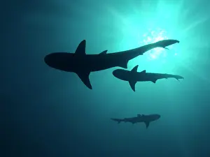 Amblyrhynchos: Grey Reef sharks - Once common through out the