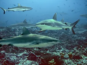 Amblyrhynchos: Grey Reef sharks - Congregating in lagoon pass