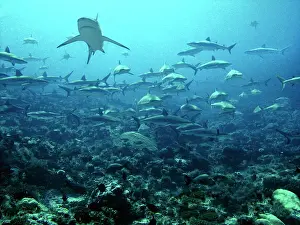 Amblyrhynchos: Grey Reef Sharks - Congregating in lagoon pass