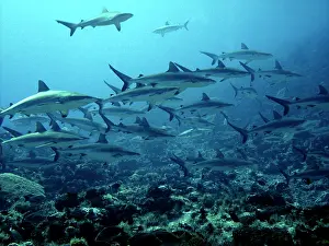 Amblyrhynchos: Grey Reef sharks - Congregating in lagoon pass