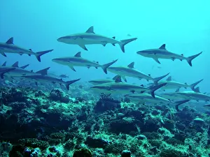 Amblyrhynchos: Grey Reef sharks - Congregating in lagoon pass