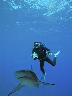 Watches: Grey Reef Sharks - Diver Ron Taylor has spent much