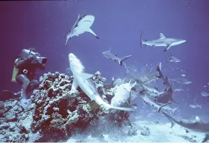 Cameraman: Grey Reef SHARKS - feeding frenzy