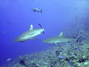 Amblyrhynchos: Grey Reef sharks - sometimes feeds in packs