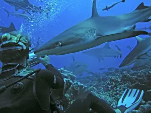 Passes: Grey Reef Sharks - females and diver. There are