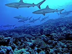 Amblyrhynchos: Grey Reef Sharks - females, swimming along reef edge