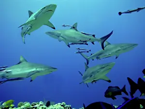 Amblyrhynchos: Grey Reef sharks - Gathering off the North Horn, Osprey Reef