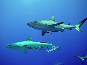 Amblyrhynchos: Grey Reef sharks - Gathering off the North Horn, Osprey Reef