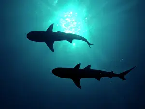 Sinister: Grey Reef Sharks - Grey Reef sharks, Once common
