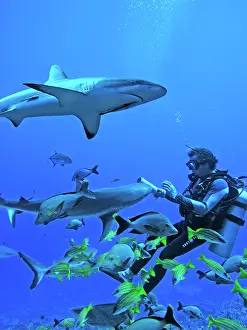 Paddle: Grey Reef SHARKS - Guillaume Vilcot teasing the