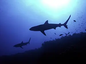 Amblyrhynchos: Grey Reef Sharks - Hunting late afternoon