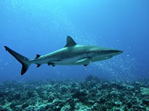 Agressive: Grey Reef sharks - live around coral reefs. They