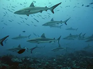 Amblyrhynchos: Grey Reef sharks - Midwater in school of fish