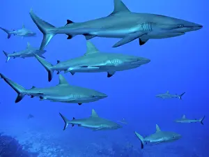 Numbers: Grey Reef SHARKS - patrol the edge of the pass