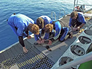 Measuring: Grey Reef sharks - Scientists with caught Grey