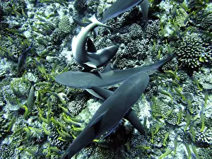 Beneath: Grey Reef SHARKS - searching for a tube of herring