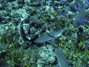 Beneath: Grey Reef SHARKS - searching for a tube of herring