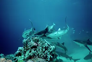 Amblyrhynchos: Grey Reef Sharks - Shark feeding frenzy caused