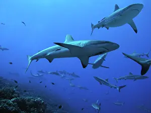 Passes: Grey Reef SHARKS - These sharks live in the passes