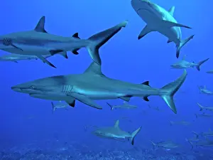 Passes: Grey Reef SHARKS - These sharks live in the passes