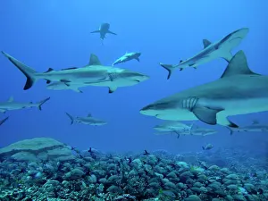 Passes: Grey Reef SHARKS - These sharks live in the passes
