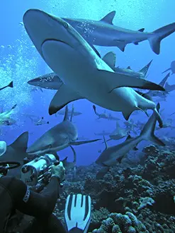 Cameraman: Grey Reef Sharks - surround a cameraman. They are
