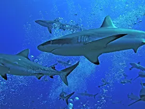 Numbers: Grey Reef SHARKS - swim through the bubbles from