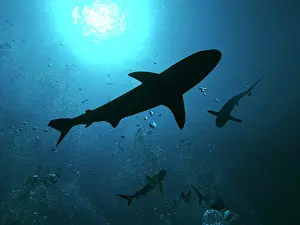 Amblyrhynchos: Grey Reef Sharks - swim through the divers bubbles