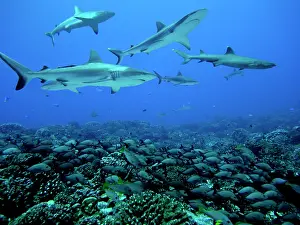 Lutjanus: Grey Reef SHARKS - swim over a school of Paddletail