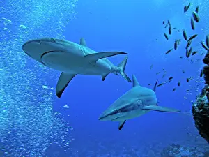 Fakarava: Grey Reef sharks - Swimming along the edge of a