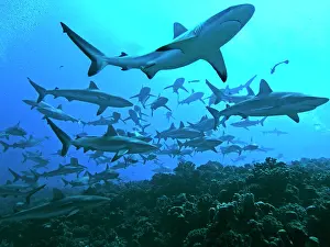 Passes: Grey Reef Sharks - swimming into the Fakarava Lagoon